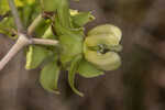 Largeflower milkweed